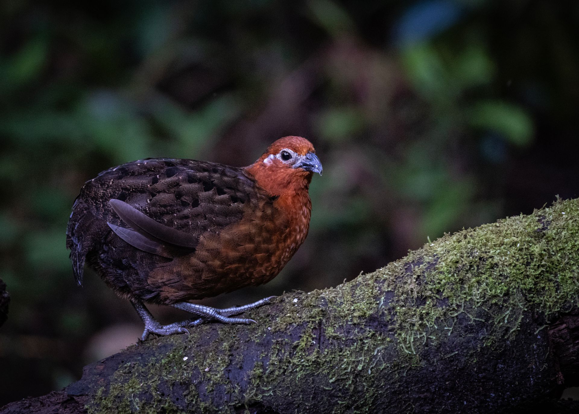 Brown bird perched on a mossy log in a dark forest setting