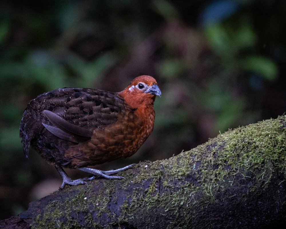 Brown bird perched on a mossy log in a dark forest setting