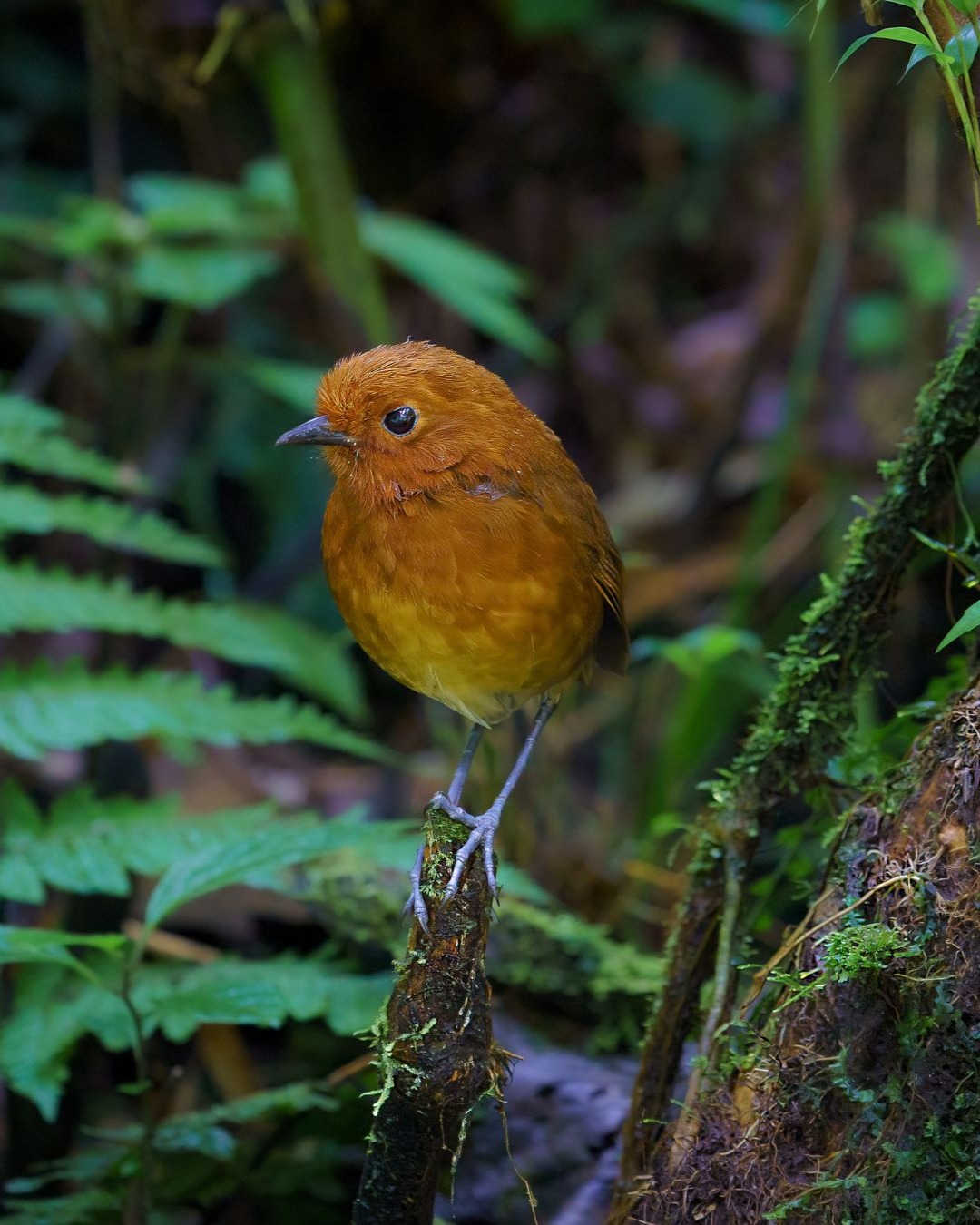 Orange bird perched on a mossy tree in a lush green forest