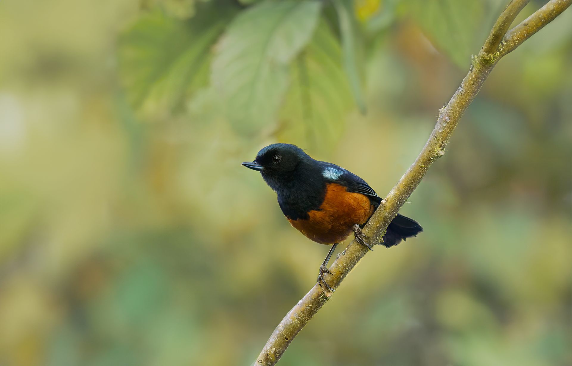 Small black-and-orange bird perched on a diagonal branch against a blurred green background