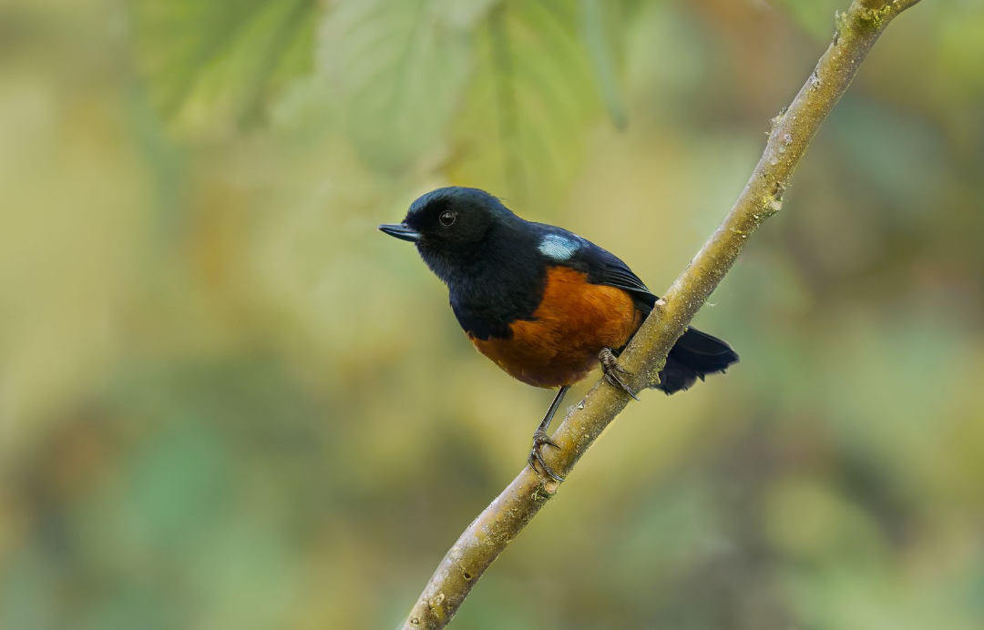 Small black-and-orange bird perched on a diagonal branch against a blurred green background