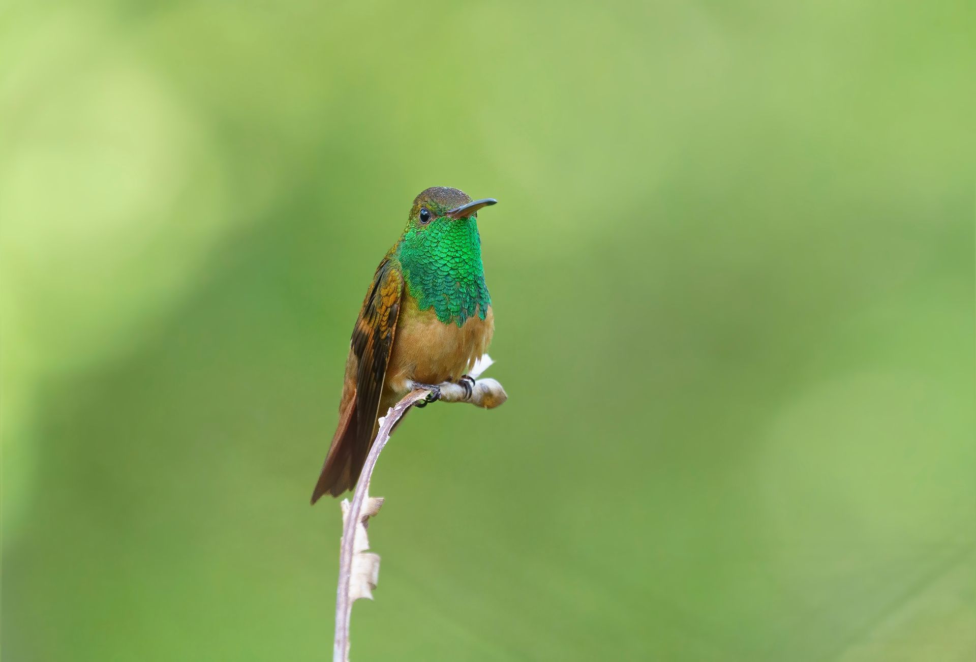 Small hummingbird with green throat perched on a thin branch against a blurred green background