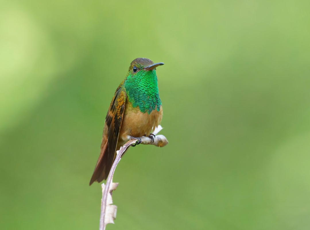 Small hummingbird with green throat perched on a thin branch against a blurred green background