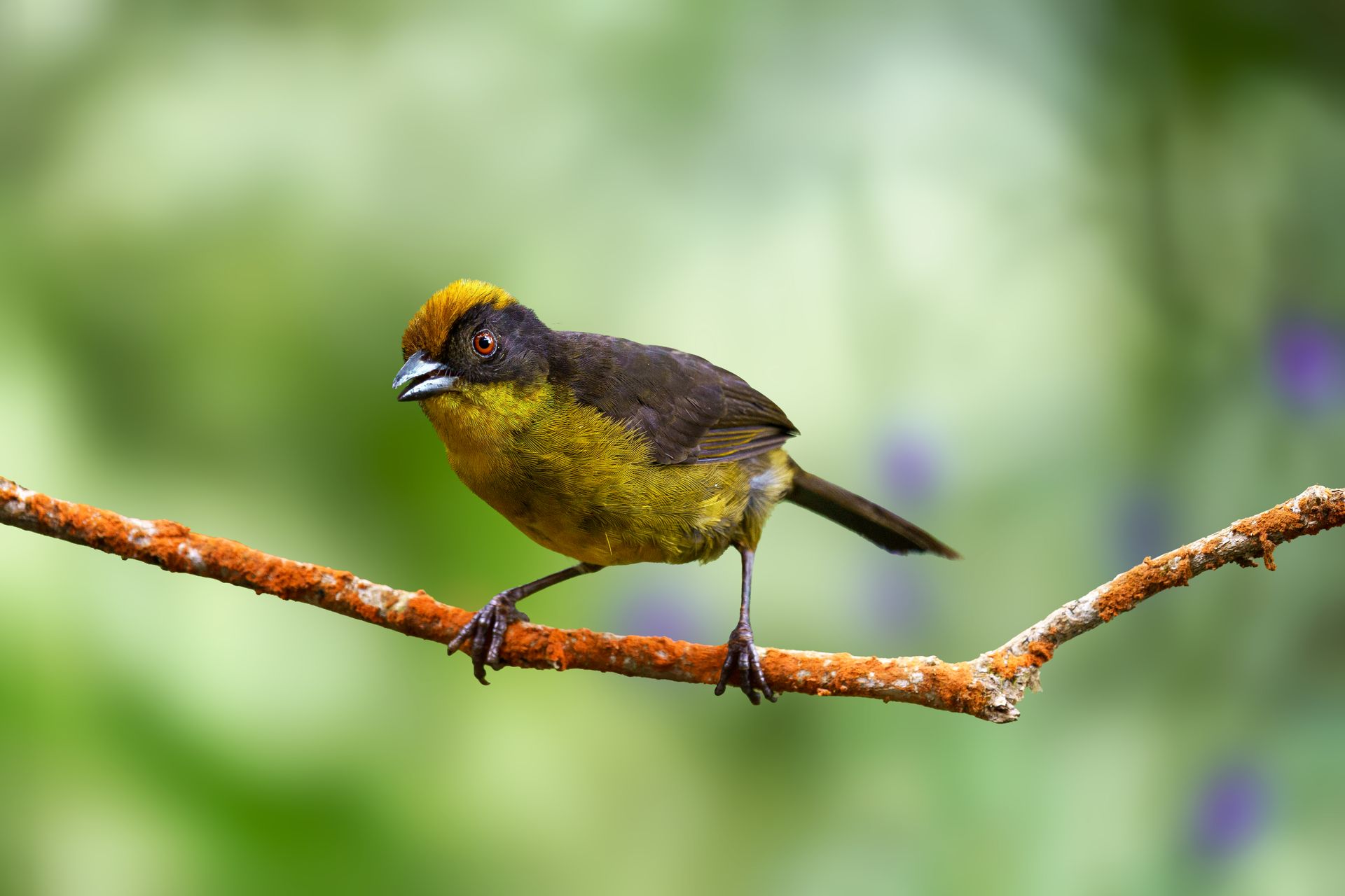 Small yellow-and-brown bird perched on a branch against a blurred green background