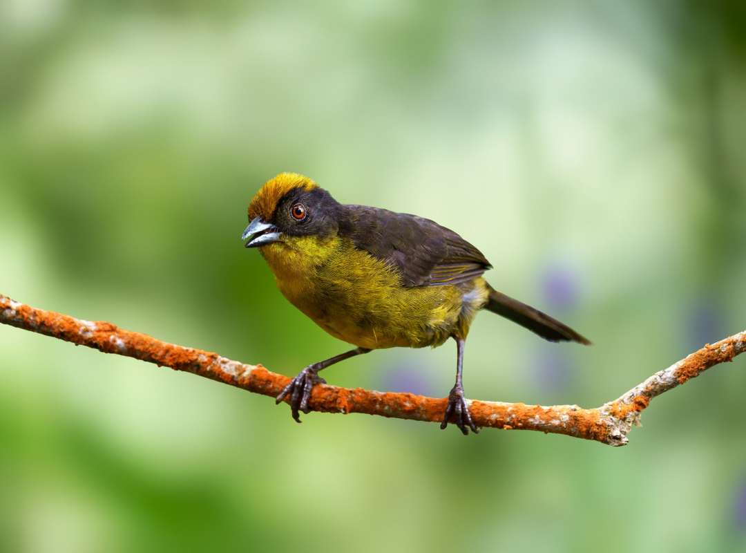 Small yellow-and-brown bird perched on a branch against a blurred green background
