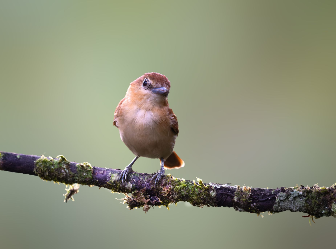 Small brown bird perched on a mossy branch against a blurred green background