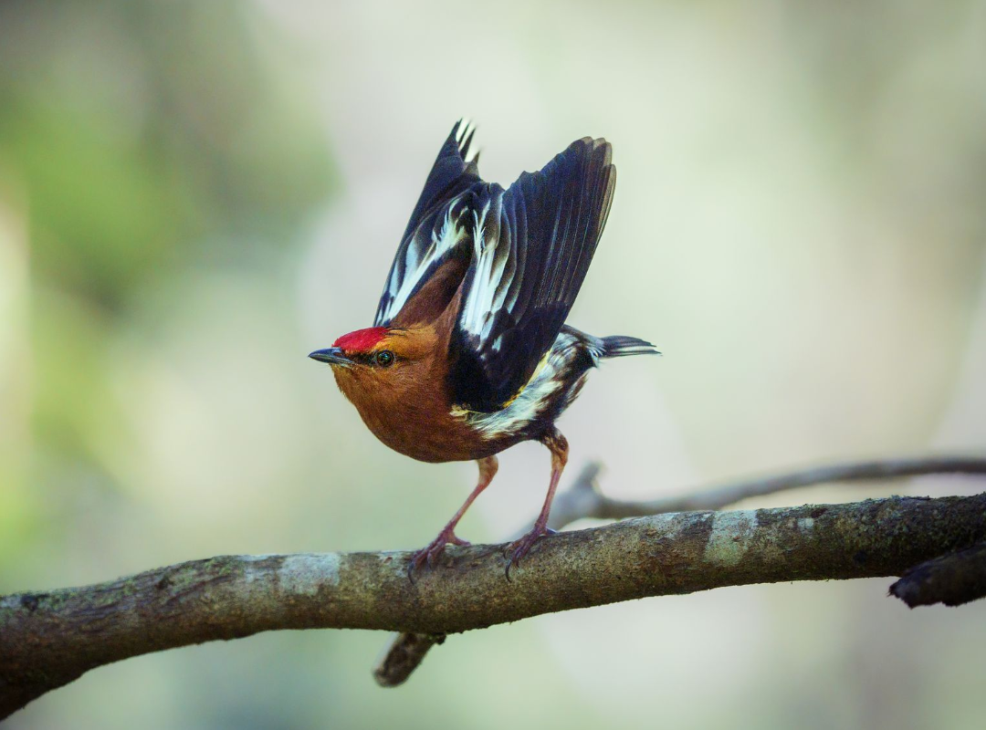 Colorful bird with wings raised, perched on a branch against a blurred green background