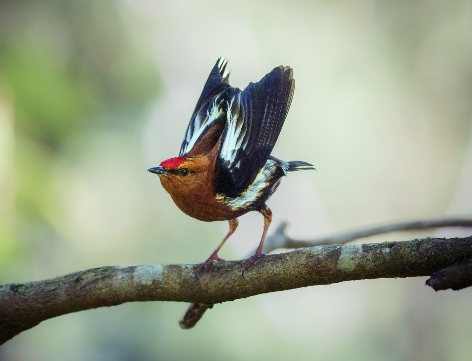 Colorful bird with wings raised, perched on a branch against a blurred green background