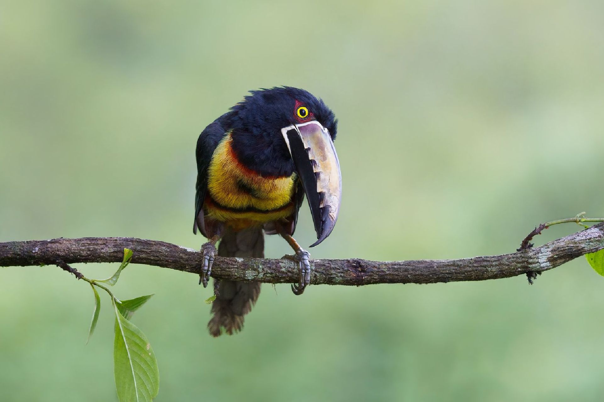 Colorful toucan perched on a branch, holding a long-beaked bird in its beak