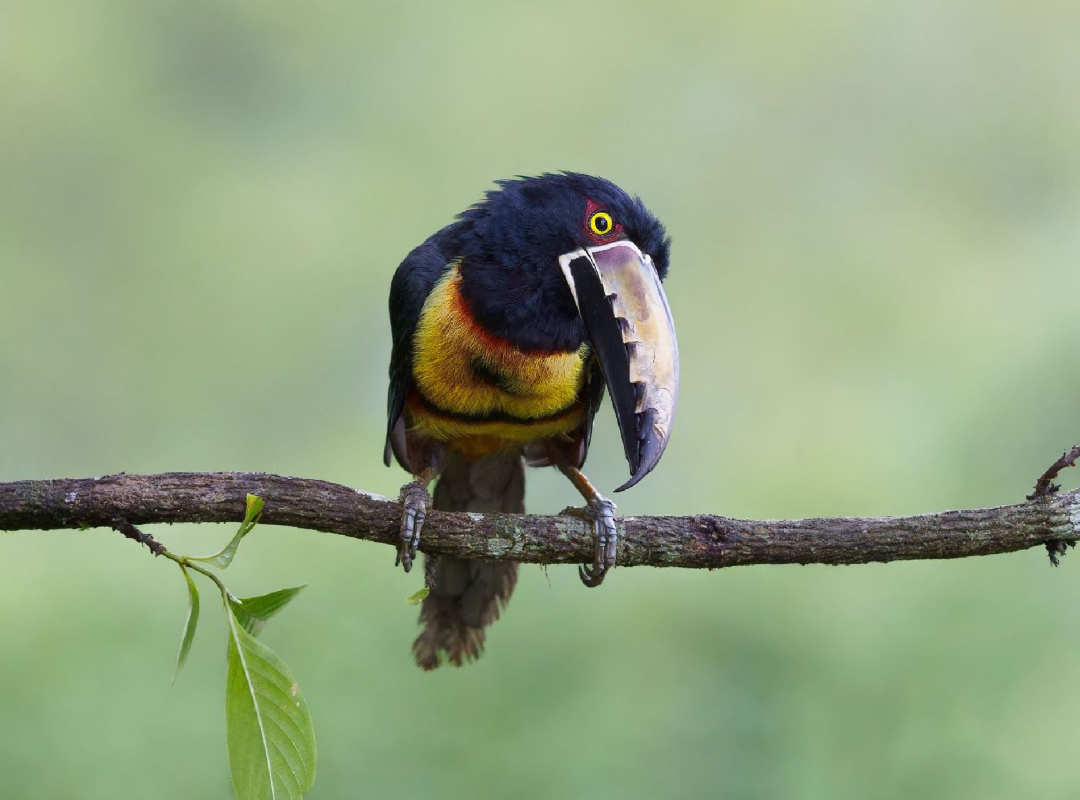 Colorful toucan perched on a branch, holding a long-beaked bird in its beak