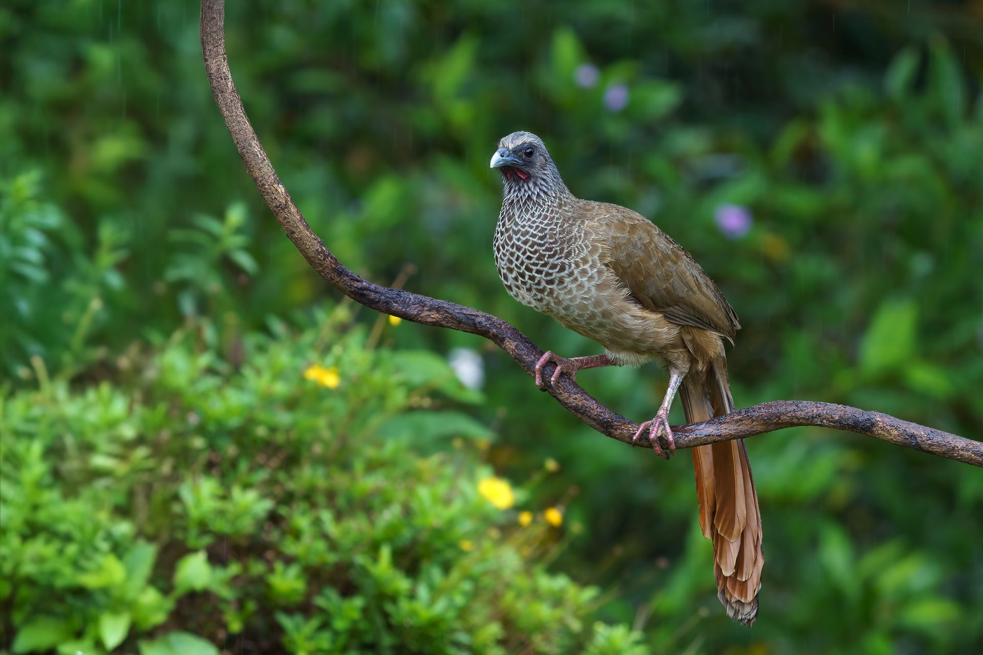 Brown bird perched on a branch against a lush green background