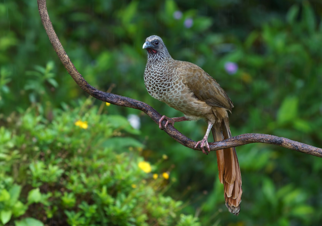 Brown bird perched on a branch against a lush green background