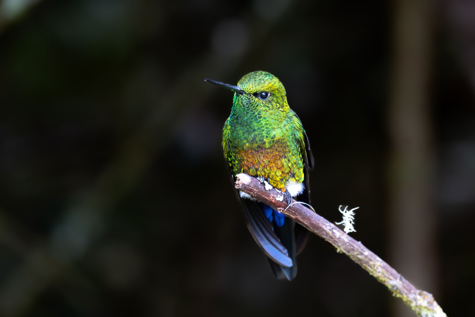 Small green hummingbird perched on a branch against a dark background