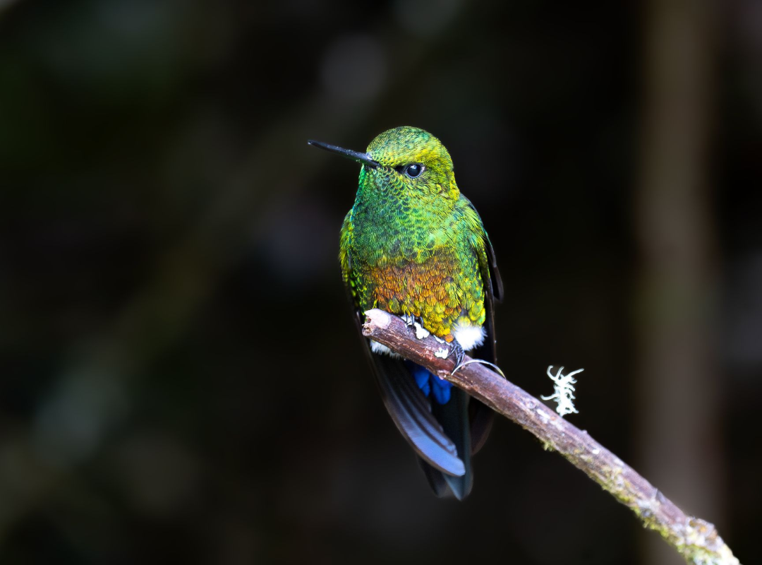 Small green hummingbird perched on a branch against a dark background