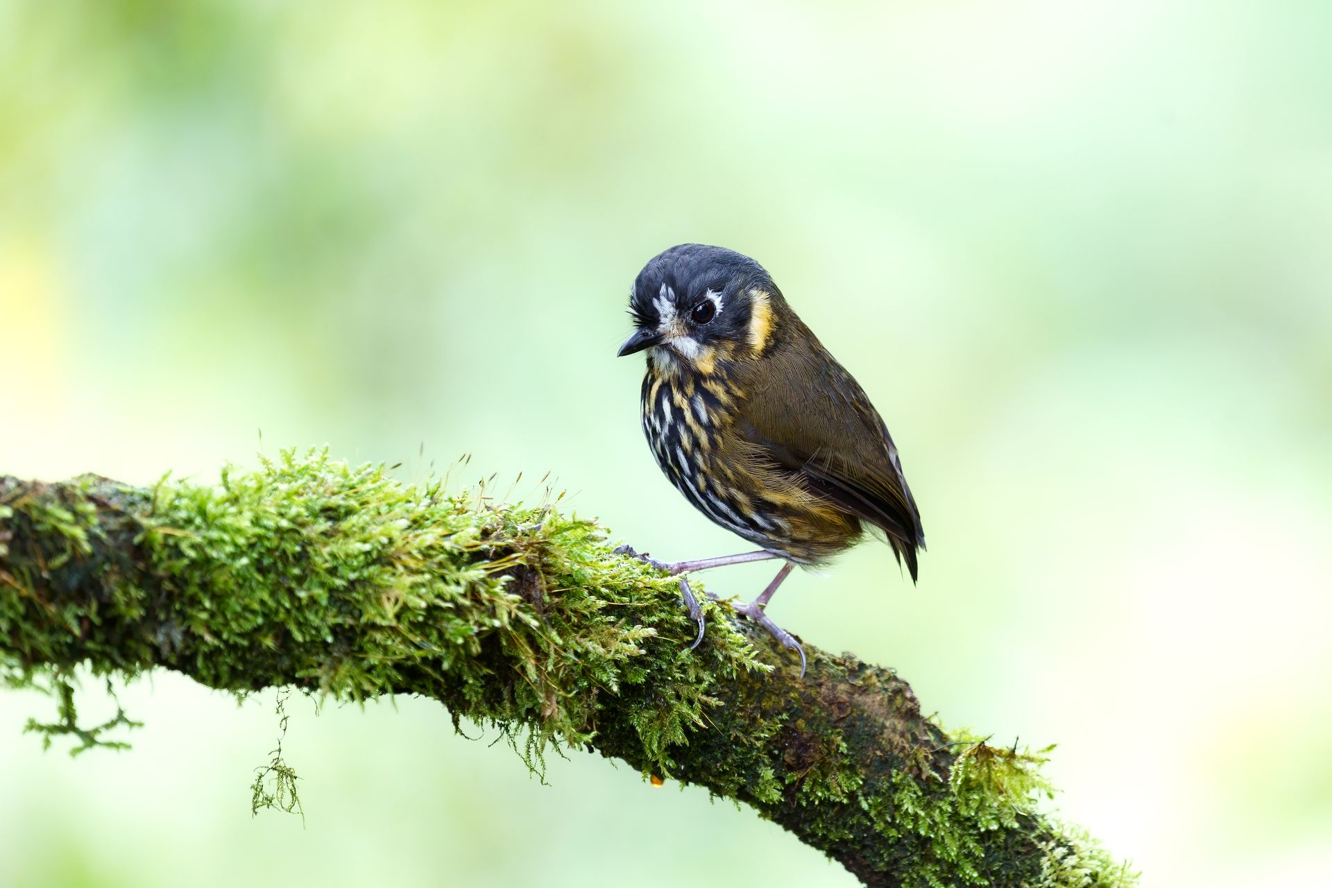 Small bird perched on a moss-covered branch against a soft green background