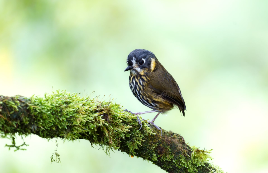 Small bird perched on a moss-covered branch against a soft green background