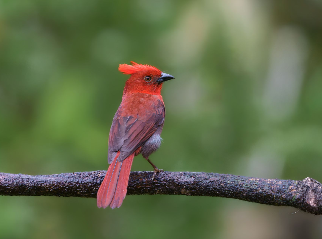 Red bird perched on a branch against a blurred green background