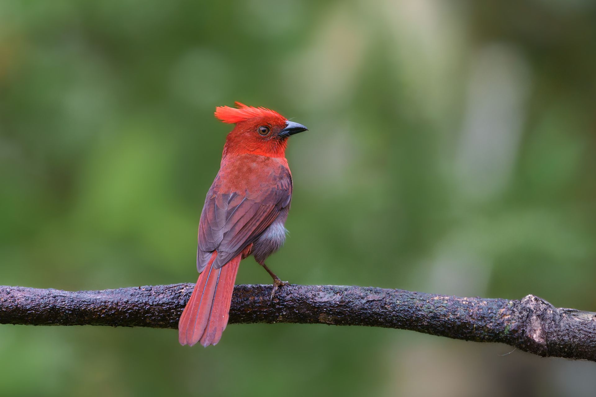 Red bird perched on a branch against a blurred green background