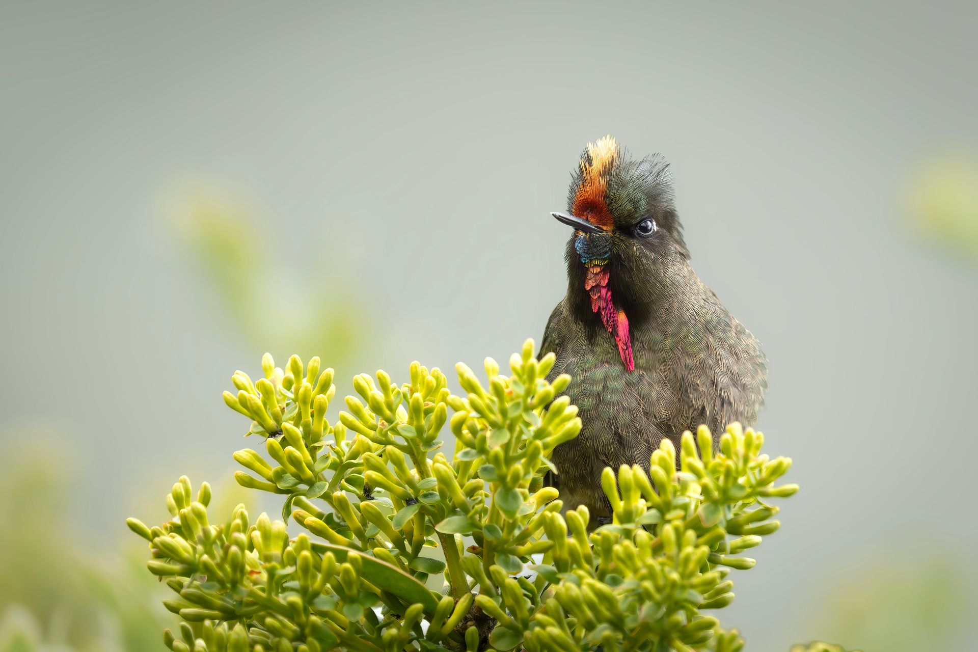 Small dark bird with a red throat perched on bright green shrubbery, holding an insect in its beak