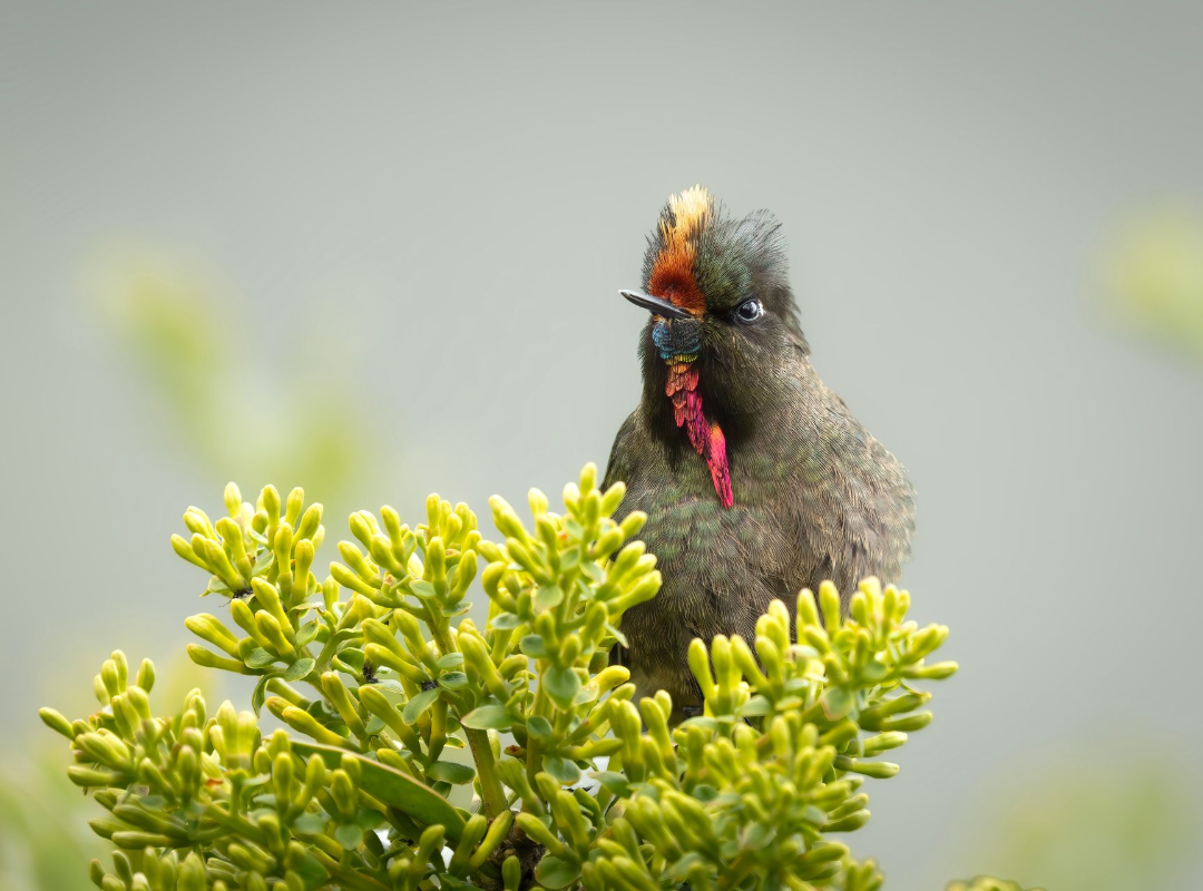 Small dark bird with a red throat perched on bright green shrubbery, holding an insect in its beak