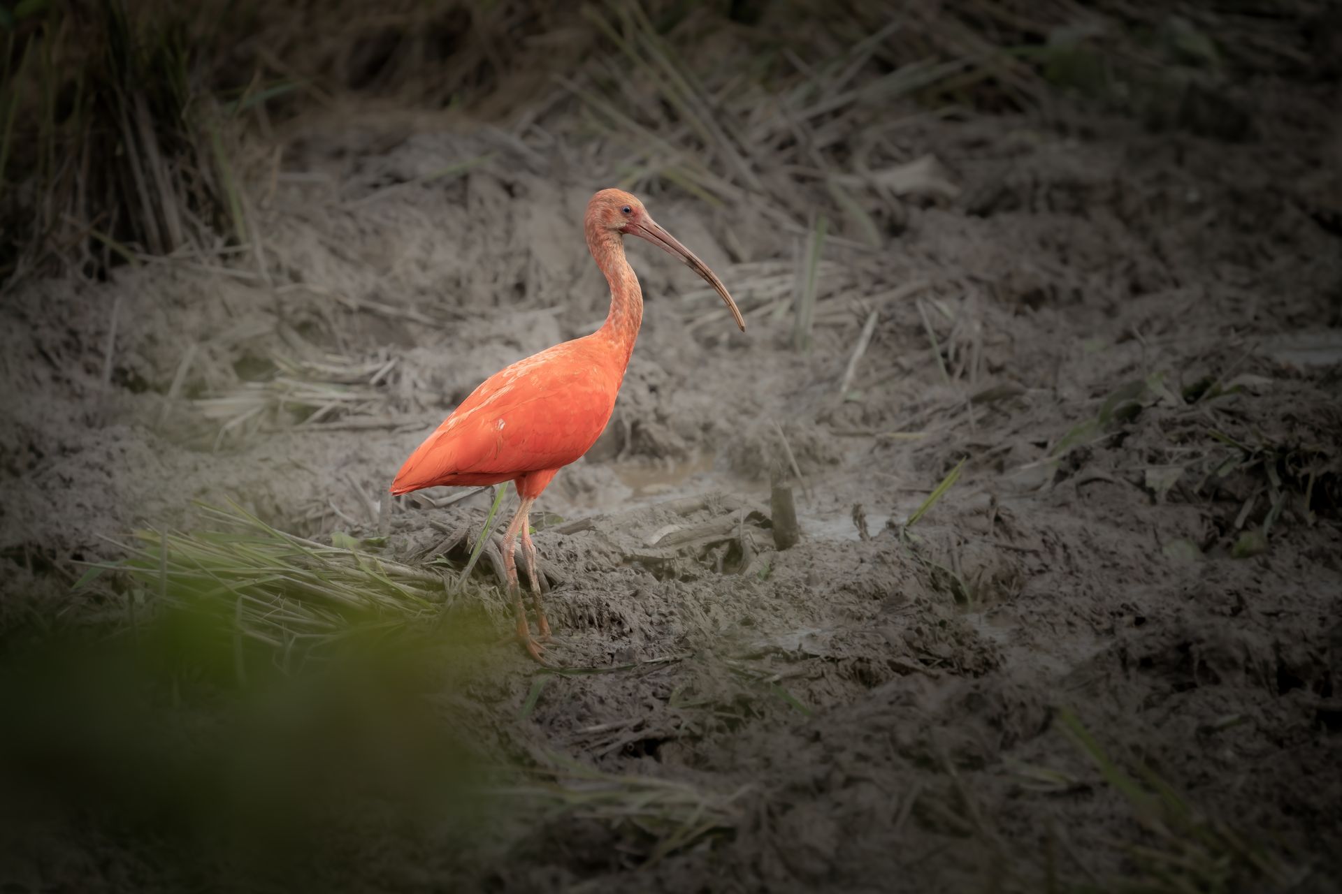 Orange ibis standing in gray marsh grass