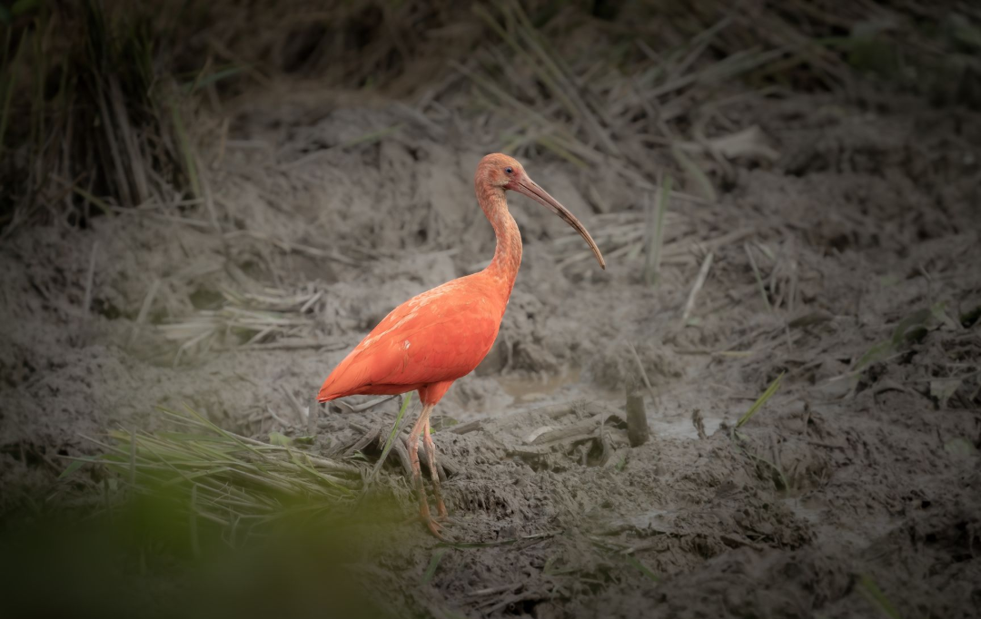 Orange ibis standing in gray marsh grass