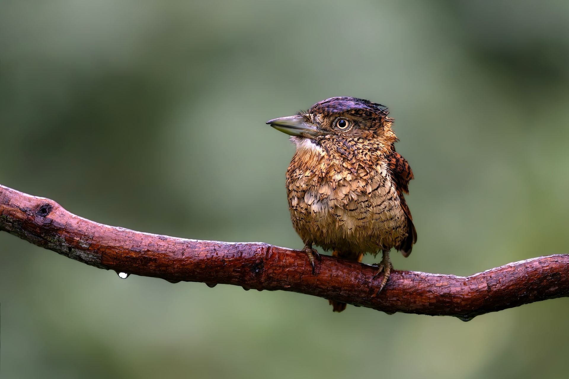 Small brown bird perched on a branch against a blurred green background
