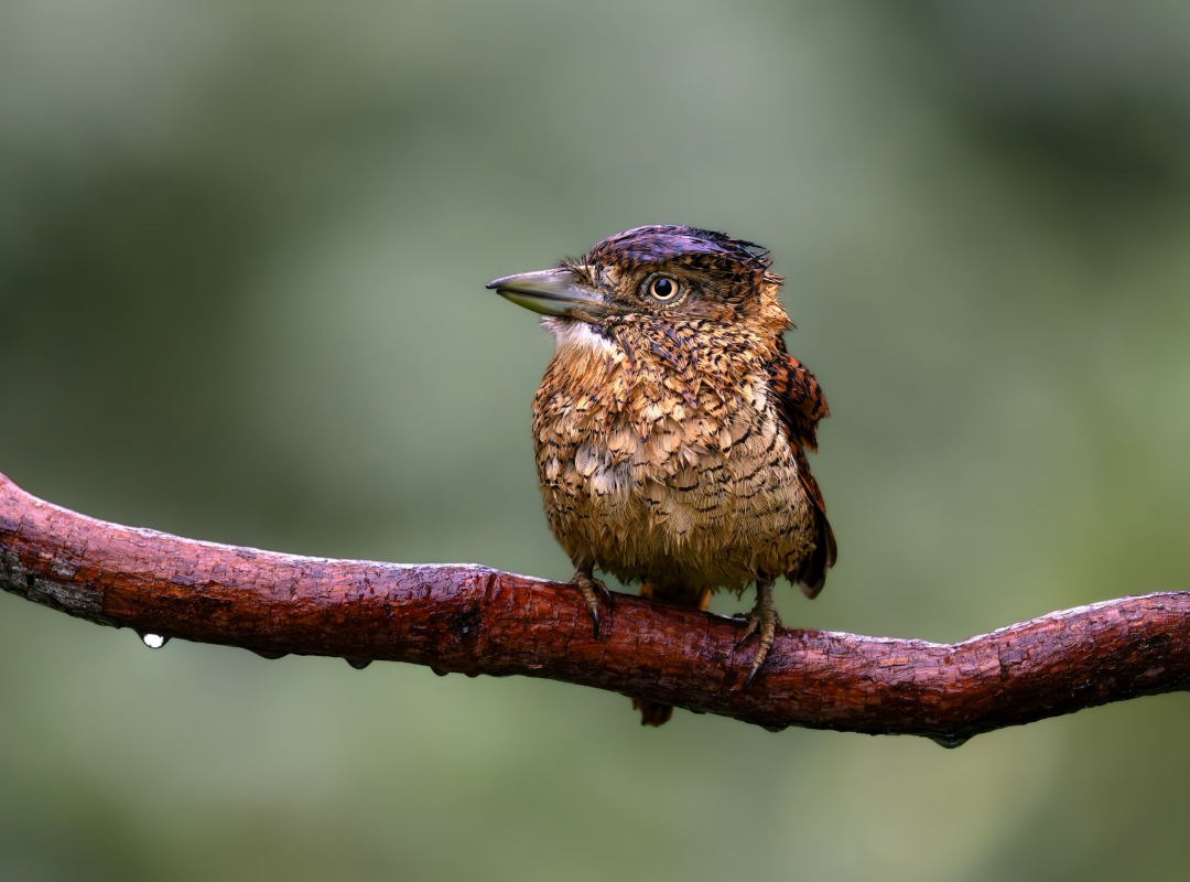 Small brown bird perched on a branch against a blurred green background
