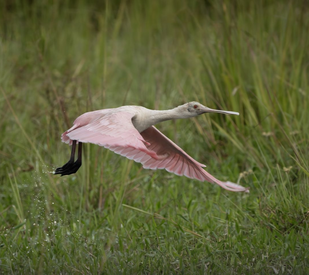 Pink-and-white bird flying low over tall green grass