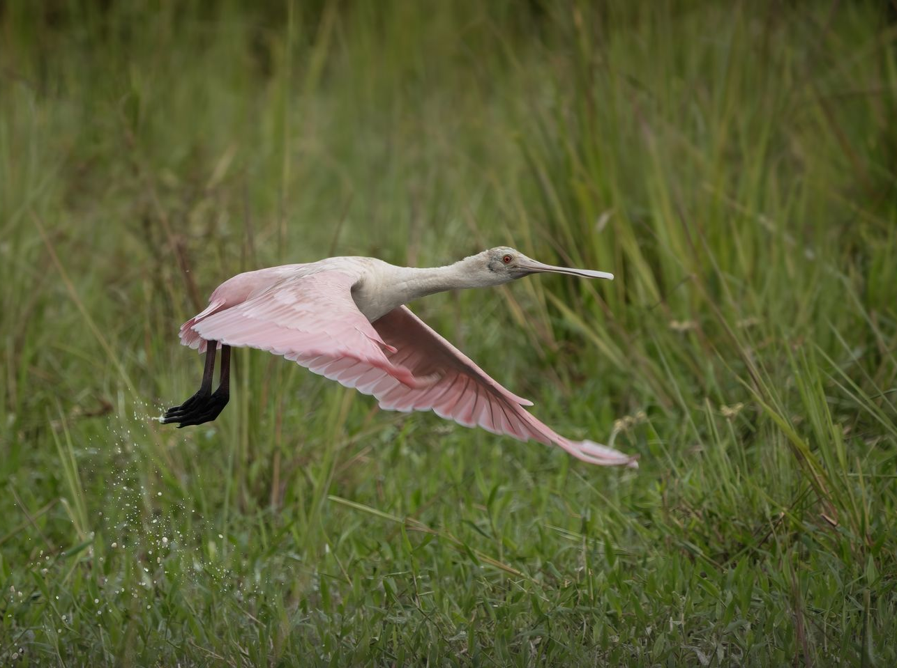 Pink-and-white bird flying low over tall green grass