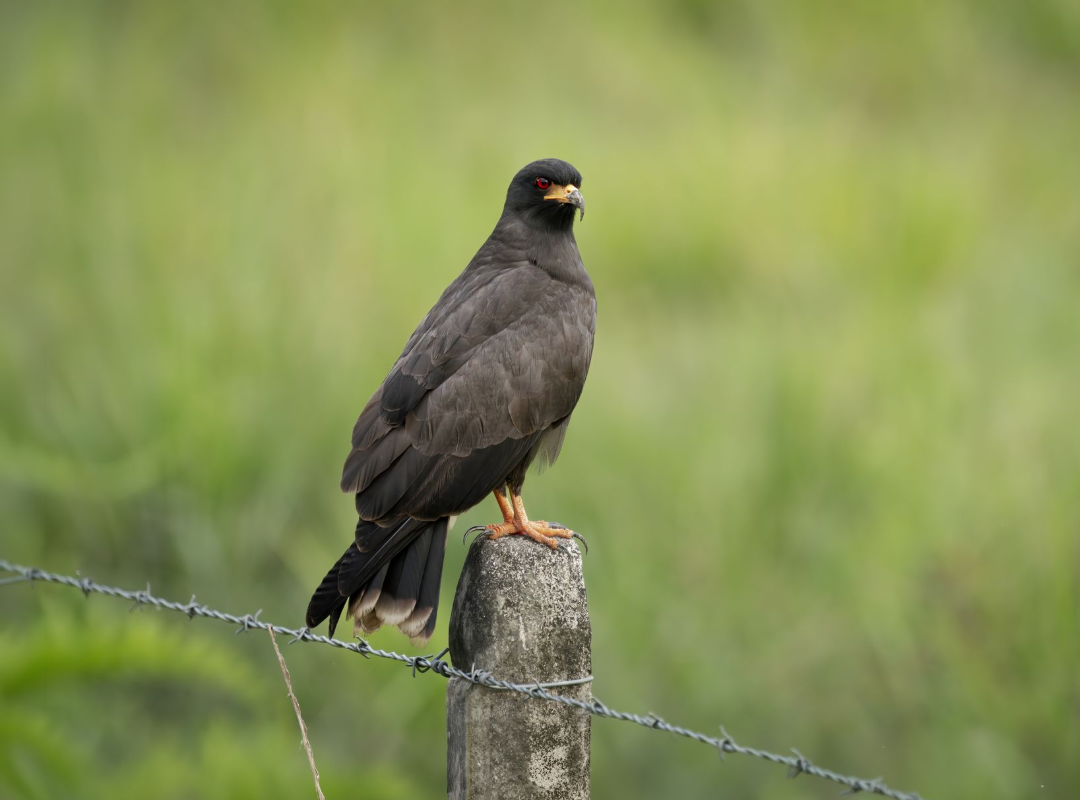 Black bird perched on a fence post in a grassy field