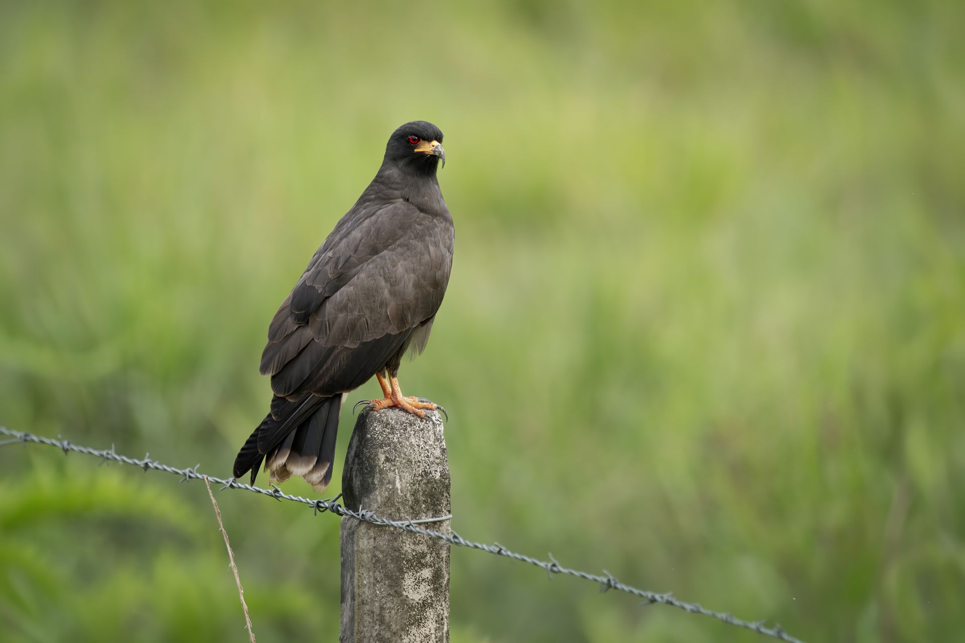 Black bird perched on a fence post in a grassy field