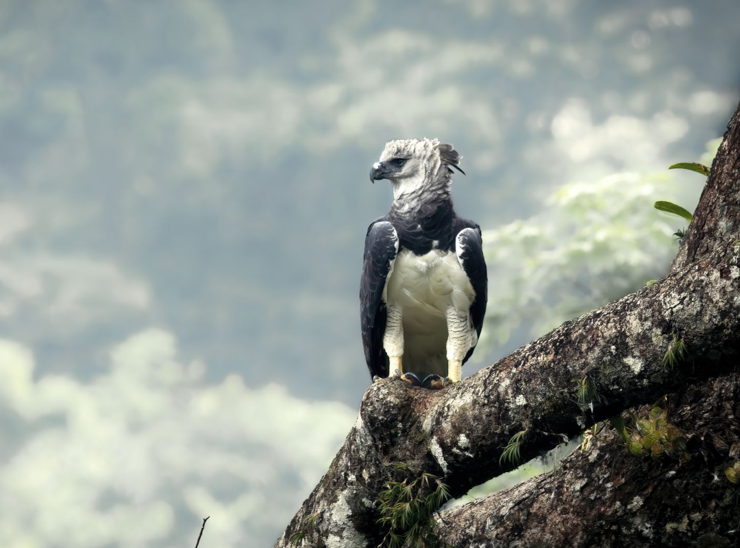 A black-and-white bird perched on a mossy tree branch against a misty forest background.