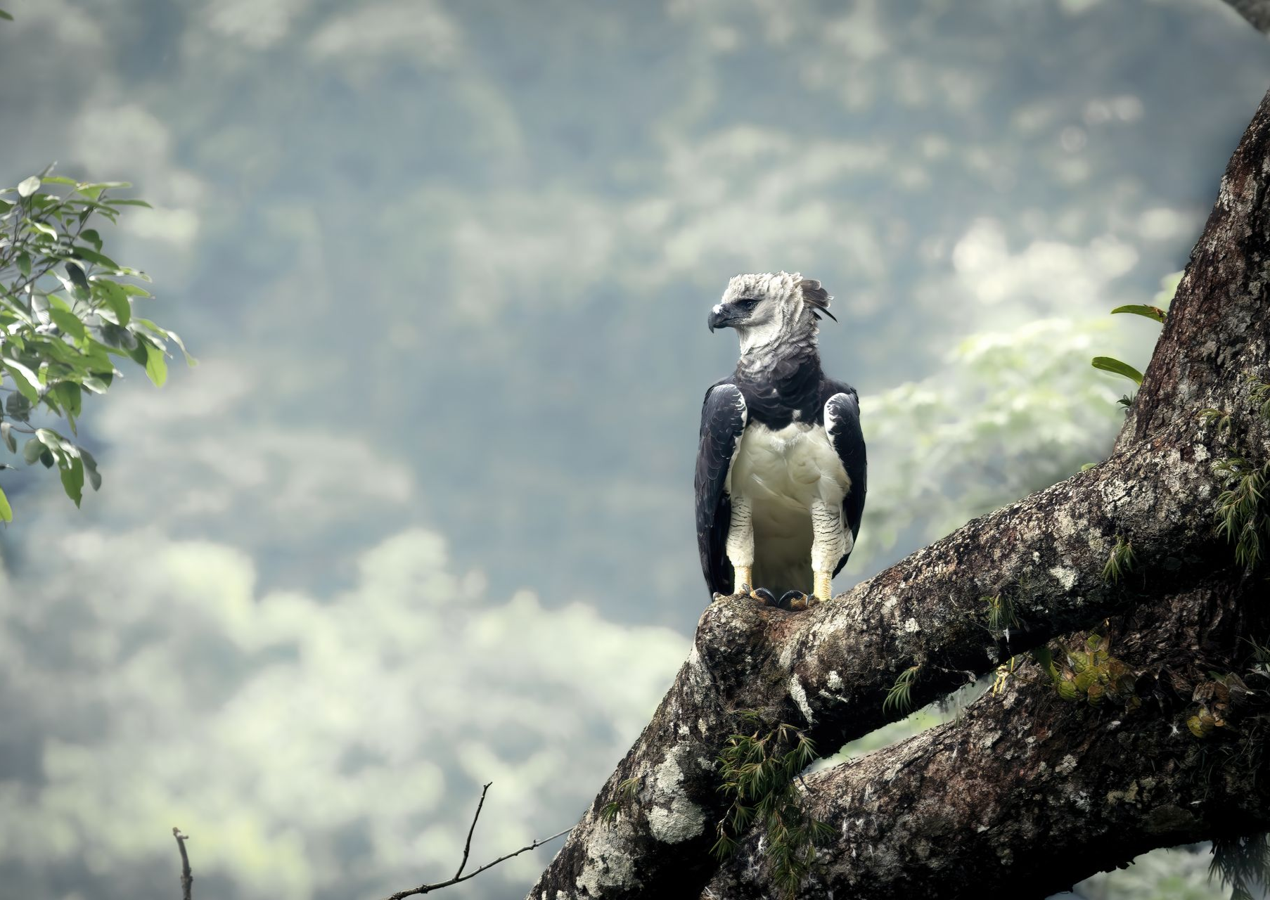 A black-and-white bird perched on a mossy tree branch against a misty forest background.