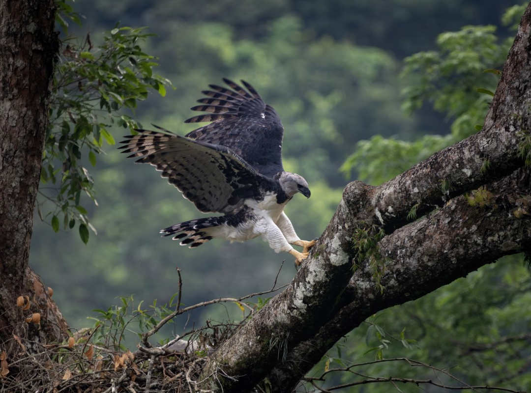 Bird of prey landing on a mossy tree branch in a dense green forest