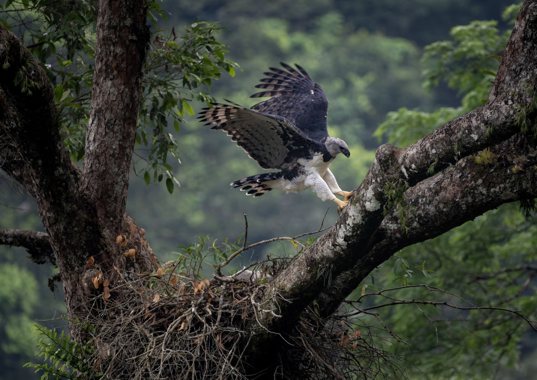 Bird of prey landing on a mossy tree branch in a dense green forest