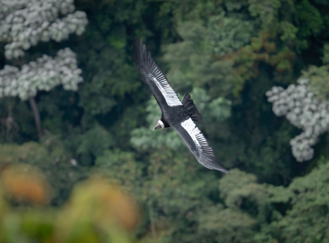 A black-and-white bird gliding above dense green forest canopy