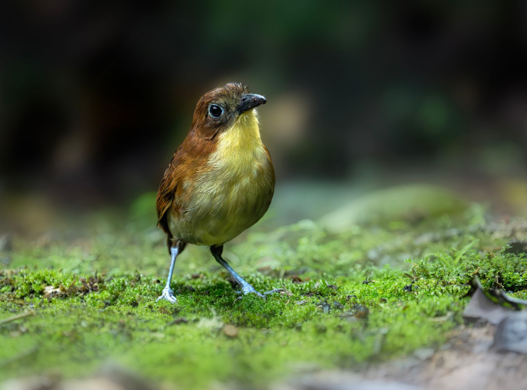 Small brown bird standing on bright green moss with a blurred forest background