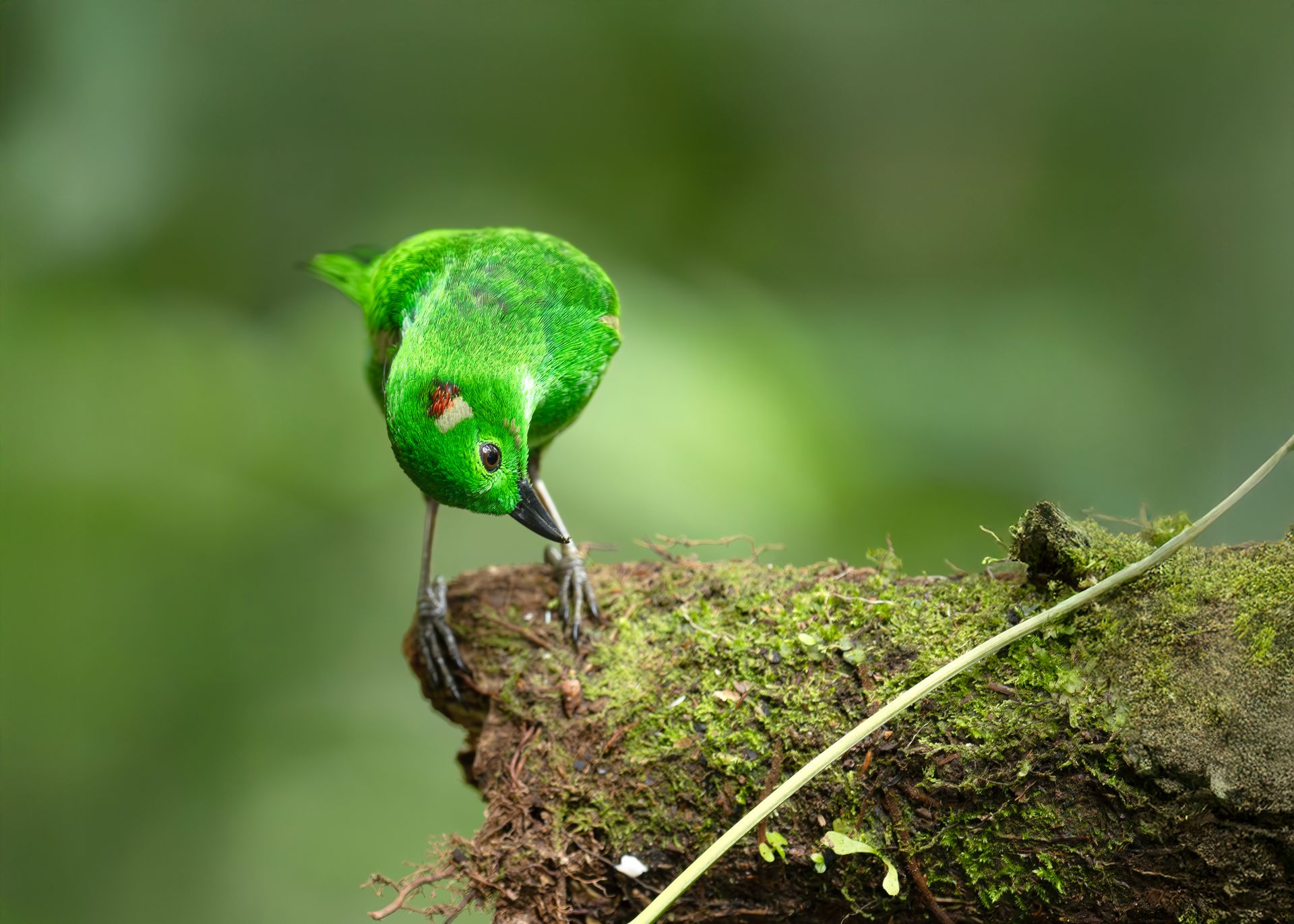 Bright green hummingbird perched on a mossy branch against a blurred green background