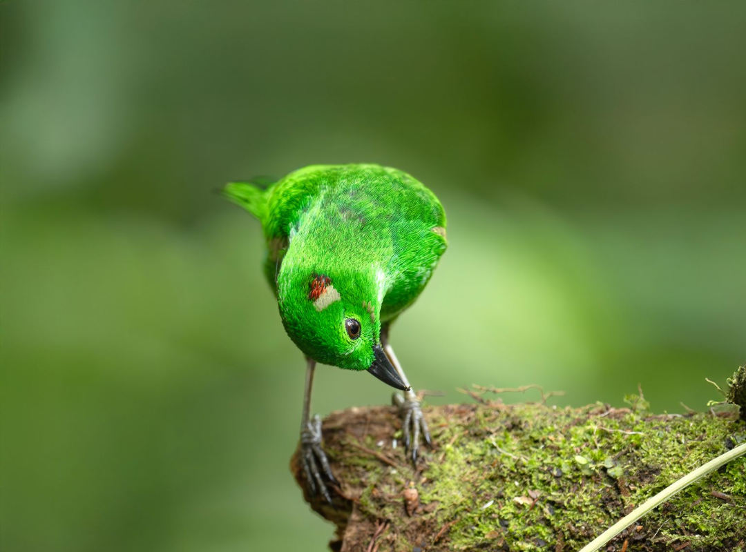 Bright green hummingbird perched on a mossy branch against a blurred green background