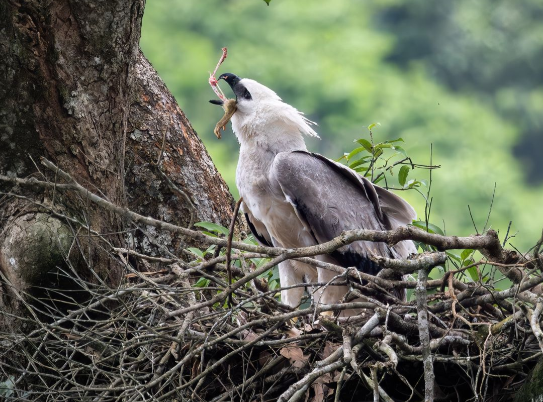 Bird perched on a tree branch in a lush forest canopy