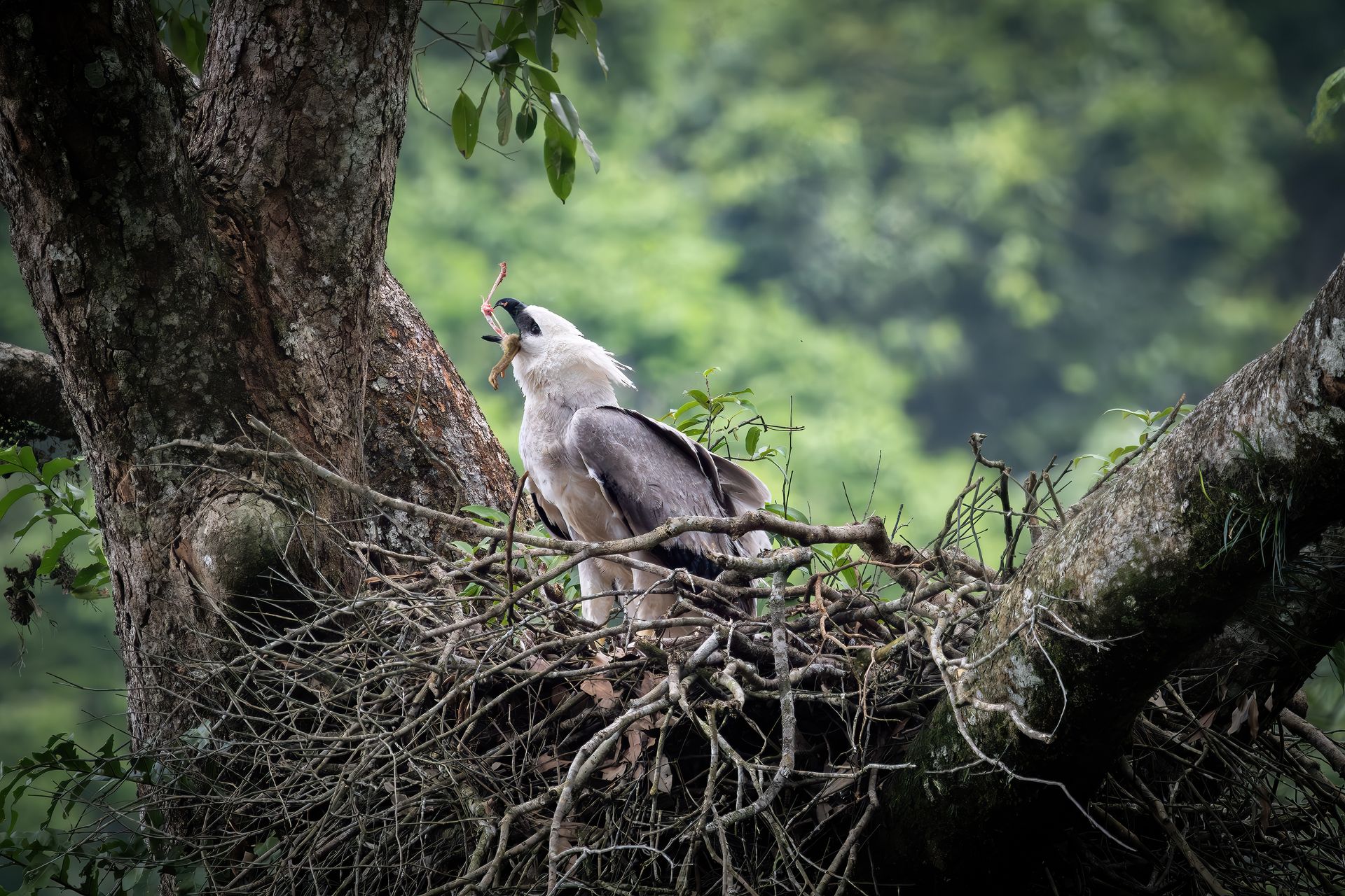Bird perched on a tree branch in a lush forest canopy