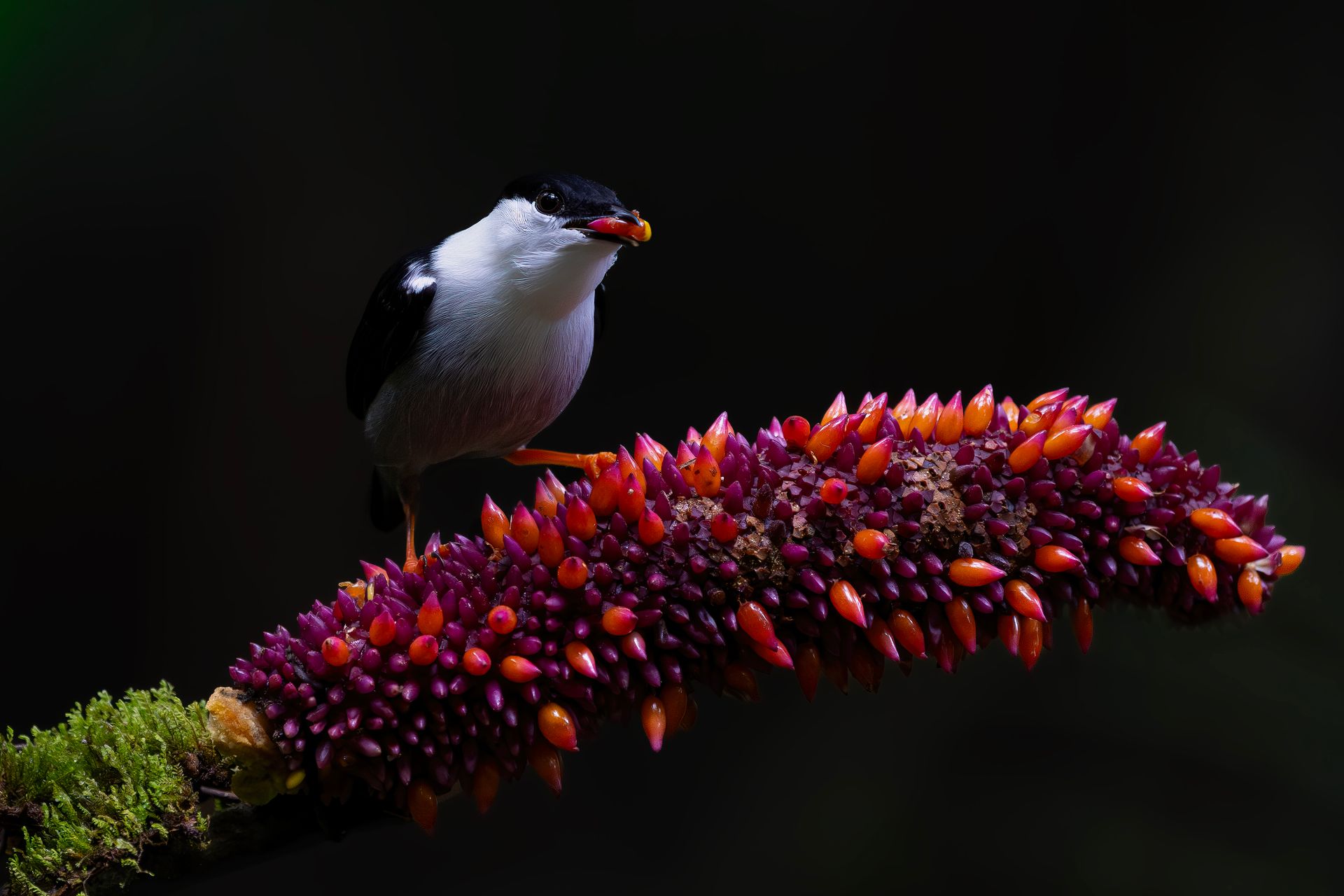 Small bird perched on a vibrant red-orange flowering branch against a dark background