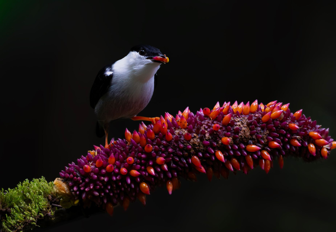 Small bird perched on a vibrant red-orange flowering branch against a dark background