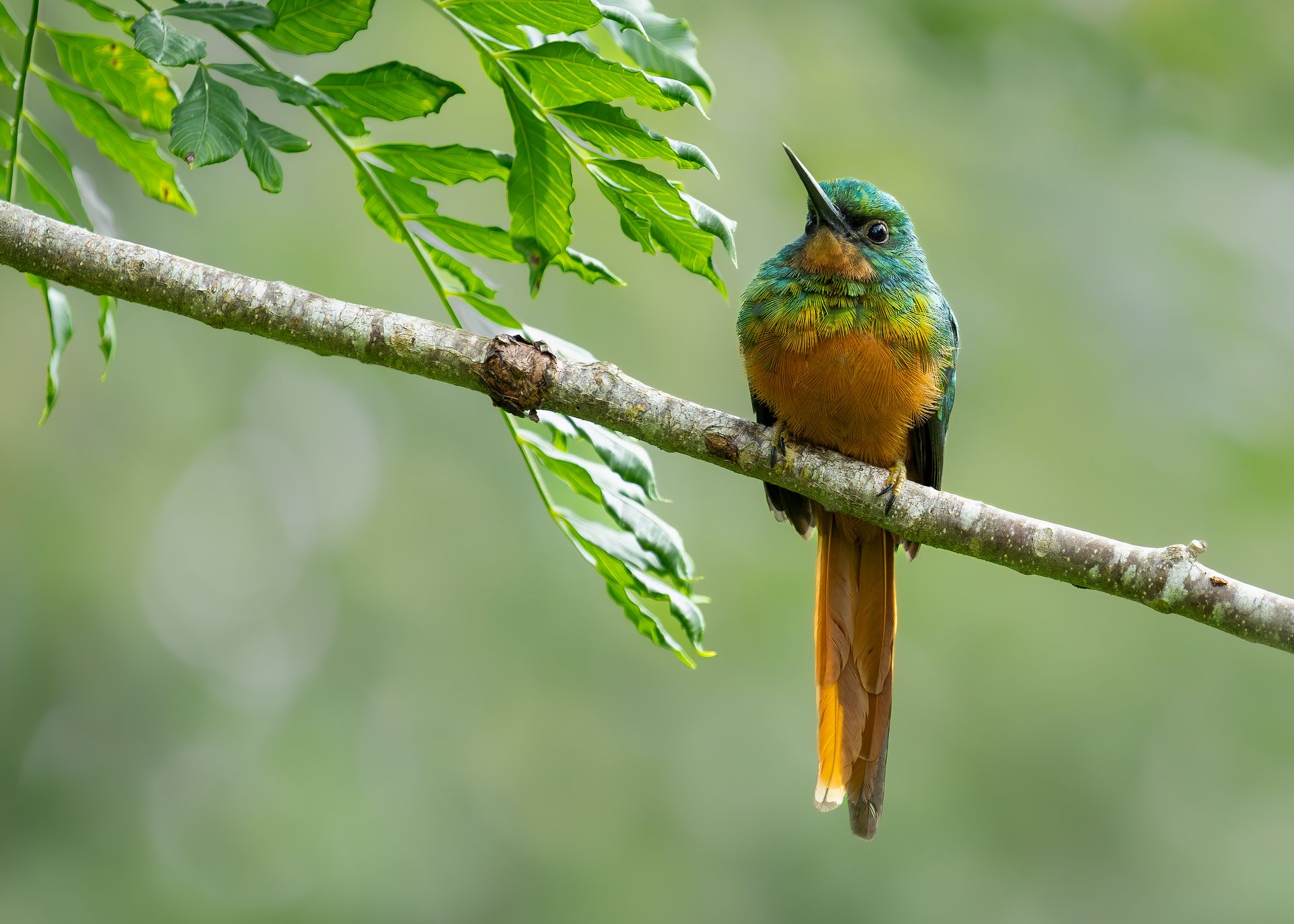 Colorful bird perched on a branch with green leaves against a blurred background