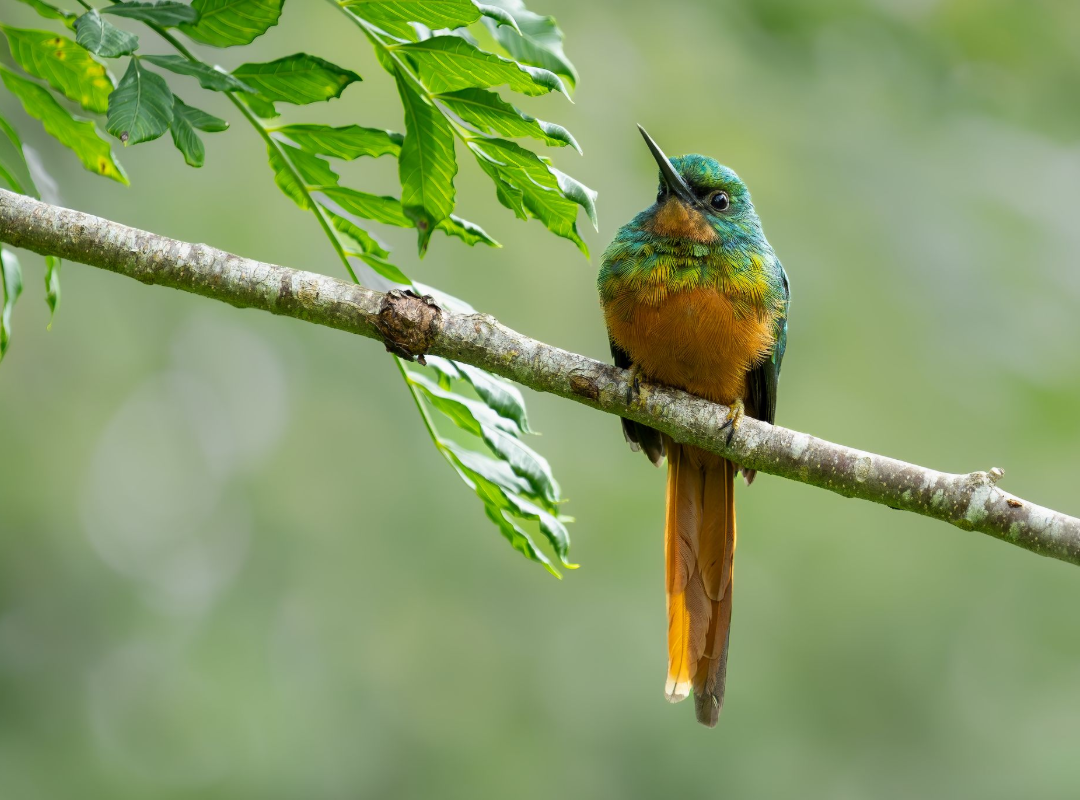 Colorful bird perched on a branch with green leaves against a blurred background
