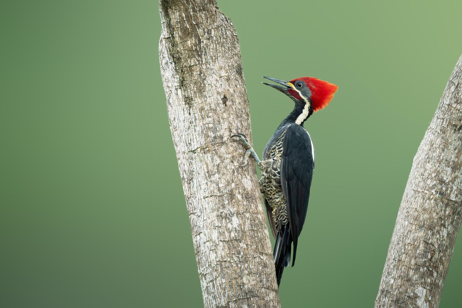 Woodpecker with red crest clinging to a tree trunk against a green background