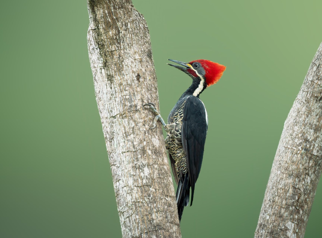 Woodpecker with red crest clinging to a tree trunk against a green background