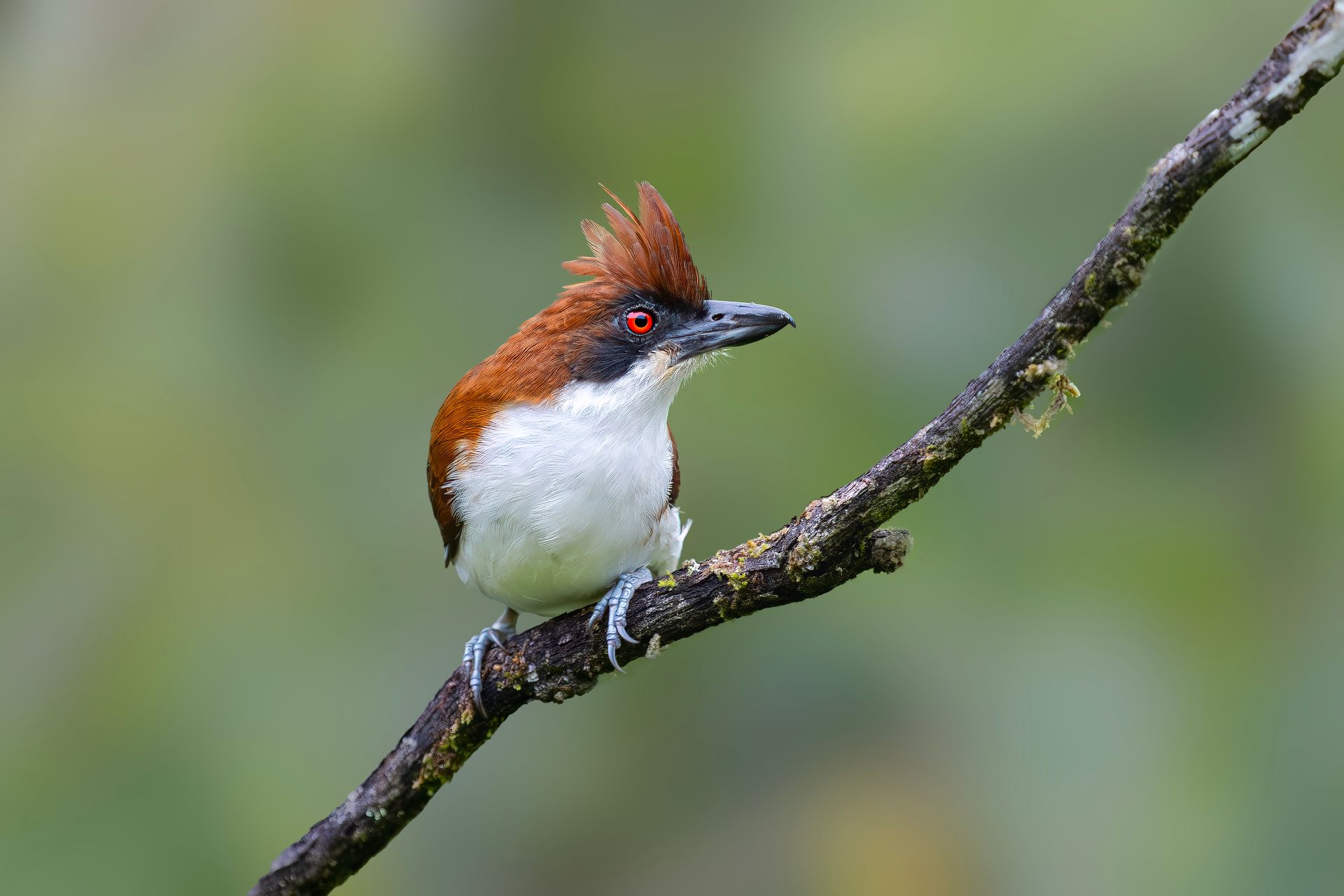 Red-crested bird perched on a branch against a soft green background