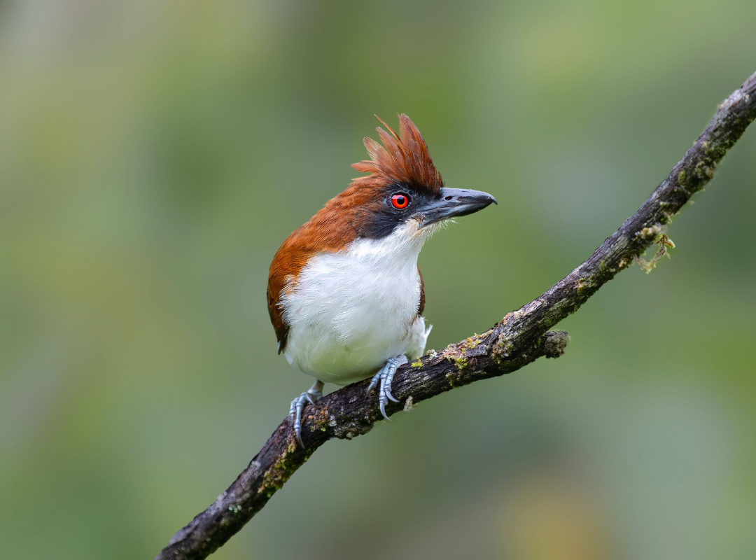 Red-crested bird perched on a branch against a soft green background